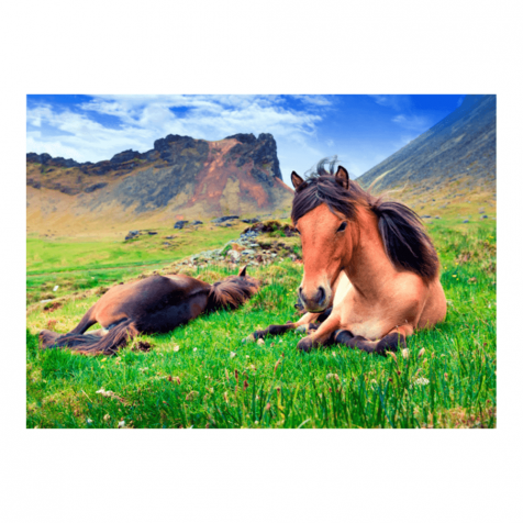 Icelandic horses postcard