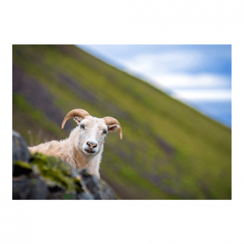 Icelandic sheep postcard